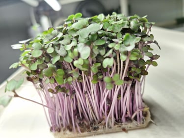 Fresh organic red cabbage microgreens with purple stems and green leaves growing in a tray.