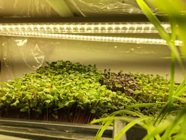 a picture of Early Greens microgreens grow room 