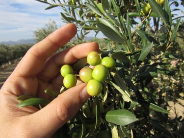 Olive Oil Tasting Tour