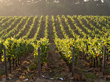 Rows of grapevines at a Khao Yai vineyard at golden hour, low sun, warm light, wide architectural shot, warm editorial photography, soft morning mist, forest green and stone grey tones, shallow depth of field, 35mm