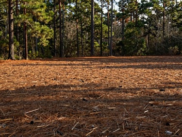 The same acreage completely cleared, clean mulched ground, open space under Georgia pines, warm afternoon sun