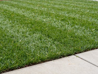 Close-up wide shot of a freshly cut suburban lawn in bright overcast daylight, clean mowing lines visible across green turf, edged border sharp against a concrete path