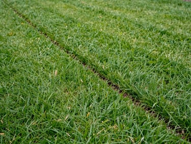 Close-up of freshly mowed grass lines in bright overcast daylight, crisp blade finish visible, clean suburban lawn edge, no people, no equipment visible