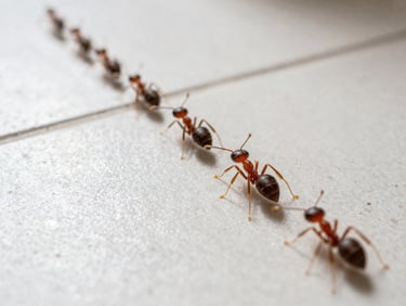Macro photograph of small ghost ants moving in an orderly line along a clean kitchen tile grout line, bright natural lighting.