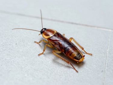 Macro photograph of a single German cockroach on a clean, light gray tiled surface, bright scientific lighting.