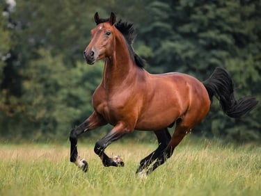 Atendimento veterinário equino em plantão 24 horas todos os dias