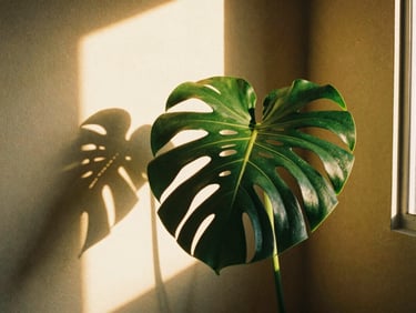 A cozy sunlit corner of a room with a large healthy monstera deliciosa, warm shadows on the wall, golden-hour light, 35mm film