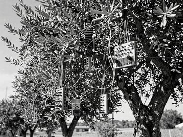 Stark documentary photography of modular synthesizer cables hanging from the branches of an gnarled olive tree, harsh sun-bleached tones, 35mm film grain