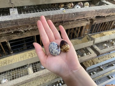 trứng chim cút, trứng chim cút bóc vỏ sẵn, sạch, giá sỉ, giao nhanh tại hà nội, bắc ninh, hưng yên, phú thọ, thái nguyên