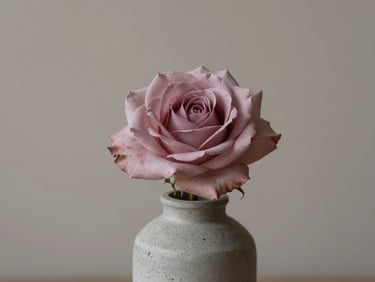 Elegant editorial photography of a single, massive open dusty rose in a minimalist concrete vase, soft side-daylight, muted neutral background, 35mm