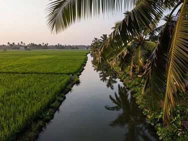 Aerial bird's-eye view of Kerala backwater canals at soft morning light, palm fronds framing the upper edge, narrow waterway splitting green paddy, still water reflecting pale sky
