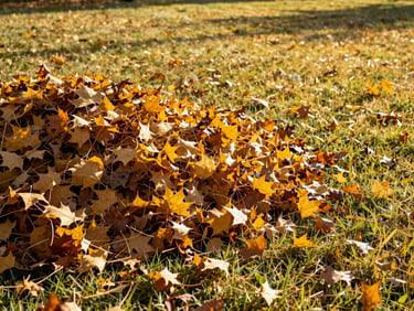 Wilson NC Lawn Care Services | Rubio's Lawn Care & Landscaping