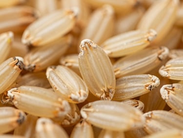 Macro shot of parboiled golden rice grains, showing translucent quality and firm texture