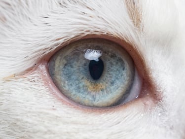Extreme close-up of a cat's eye showing elevated intraocular pressure signs, slightly enlarged pupil, under even bright clinical lighting, crisp iris texture visible, clean white background