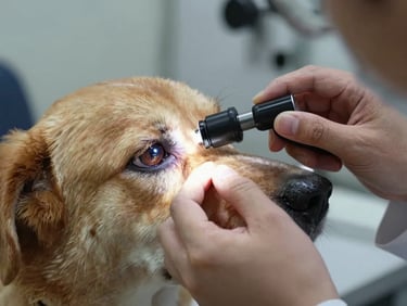 Close-up photograph of a veterinarian using an ophthalmoscope to examine the fundus of a calm dog's eye, bright exam light focused on the retinal surface, clinical room setting, sharp instrument detail