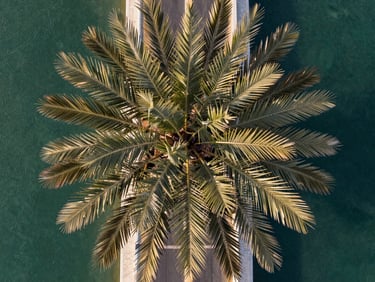 Wide aerial photograph of Palm Jumeirah fronds from above under clear morning light, the trunk boulevard visible, Gulf water surrounding both sides, no people, geometric precision