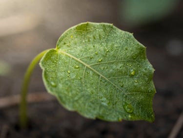 Macro close-up of a sprouting green leaf under soft morning light, showcasing fine natural textures and veins representing growth.