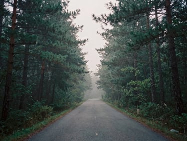 Cinematic film photography of a quiet, misty forest road fading into the fog, solitary pine trees, muted green and charcoal tones, 35mm grain