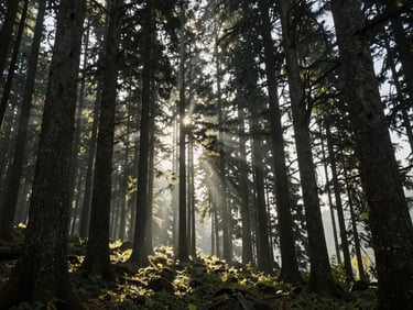 Sunlight filtering through a dense forest of towering cedar trees in Manali, soft forest floor, quiet morning air