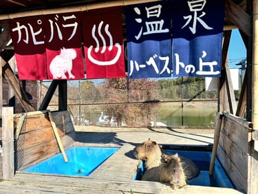 ハーベストの丘のカピバラ温泉で、2頭のカピバラが湯につかっている様子｜堺市のイベント情報ならサカイタイムズ