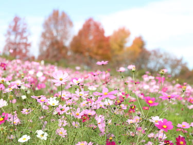ハーベストの丘でコスモスの花が咲く花畑と周辺の木々が写っている写真｜堺市のニュースならサカイタイムズ