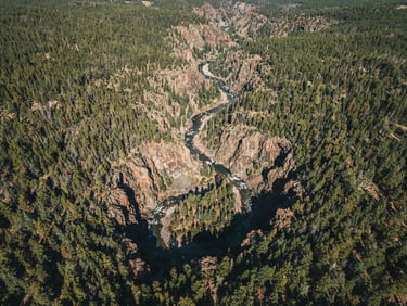 Overhead drone perspective of a rugged Colorado river canyon winding through dense pine forest, crisp high-altitude sunlight casting sharp shadows, desaturated earth tones.