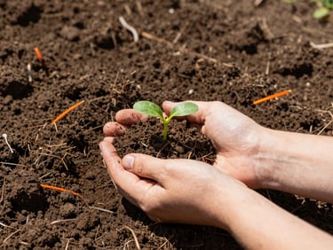 Close-up of freshly tilled soil, hands holding a small green sprout, bright morning sun, rich earthy tones