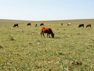 Wide shot of a well-maintained green pasture under bright sun, with grazing animals in the distance, natural outdoor daylight.