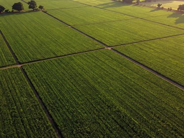 Aerial view of lush green managed farmland plots in Hyderabad with clear boundary lines under warm golden light.
