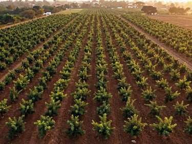 Sweeping aerial orthophoto of premium managed farmland in Bangalore. Neatly aligned organic orchard plots, rich soil texture visible, illuminated by warm golden sunset light.