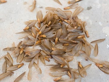 termites