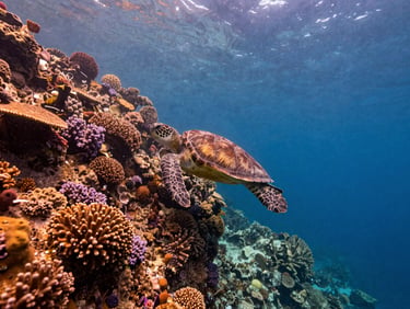 Wide shot of a dramatic underwater drop-off in Ras Mohammed, steep coral wall covered in soft purple corals, a solitary sea turtle swimming into the deep blue.
