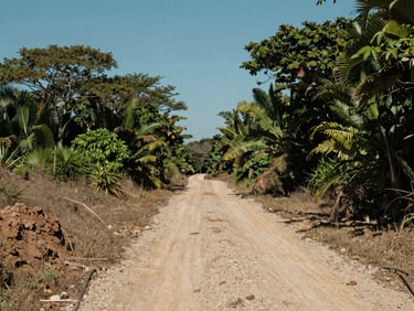 Ground-level approach shot of a southern terrain parcel at midday, unpaved access track visible leading into open terrain, dense tropical vegetation pattern at the perimeter, soil type visible in foreground, clear even daylight, no people, no structures