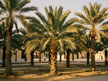 Lush date palm grove in Madinah, golden sunlight filtering through leaves, warm editorial photography, 35mm