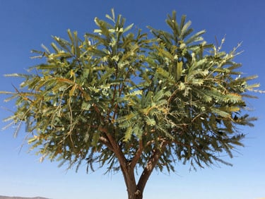 Close-up of clean edges on a neatly trimmed desert willow tree against a bright blue Albuquerque sky