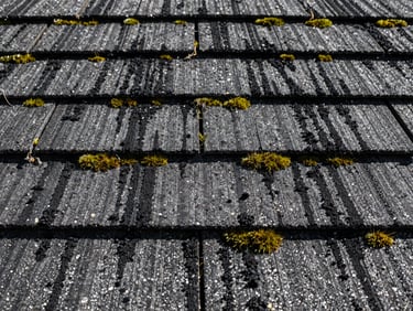 Close-up of weathered asphalt shingles covered in dark black algae streaks and green moss patches under bright daylight.