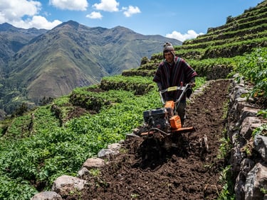 Professional motor cultivator on a steep terraced Andean potato farm, bright highland daylight, high contrast, sharp commercial photography.