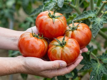Close up of hands holding freshly harvested heirloom tomatoes in soft natural morning daylight, organic farm setting, 35mm photography
