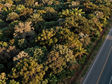 Elevated view of a rich forested land reserve with clean demarcated boundaries bordering a paved highway under golden light