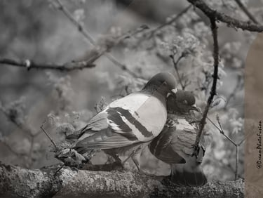 a couple of pigeons sitting on a tree branch