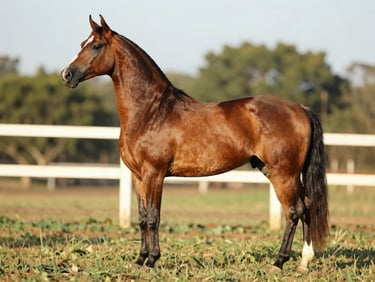 Full-body right-side profile of a Mangalarga Marchador stallion standing in a farm paddock at golden hour, natural daylight, warm tobacco-brown coat, tail carriage visible, pasture fence and green tree line in the background, no humans, sharp conformation detail