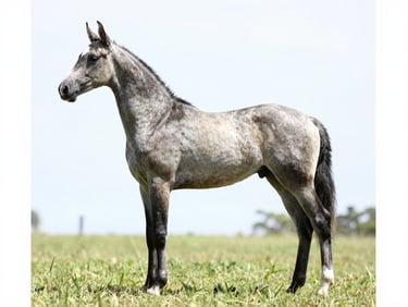 Full lateral profile of a grey Mangalarga Marchador filly in natural daylight, standing square on short grass, full body side-on conformation study, ears alert, no handler