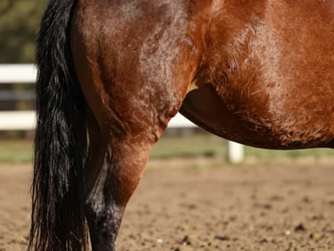 Close-up macro detail of a Mangalarga Marchador horse's hindquarters and hock structure in natural afternoon light, warm rust-brown coat, paddock ground visible below, shallow depth of field isolating the conformation detail, no humans, no tack