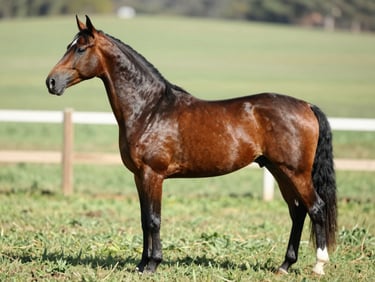 Full lateral profile of a dark chestnut Mangalarga Marchador broodmare in a green paddock, natural morning light, full body side-on conformation study, no handler