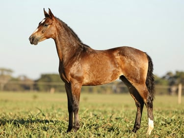Full lateral profile of a bay Mangalarga Marchador colt standing square in natural pasture light, side-on conformation study, golden hour, no handler visible