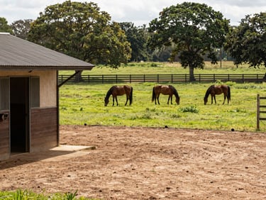 Wide environmental shot of a Mangalarga Marchador breeding farm at midday, stable block visible on the left, large green pastures with three horses grazing in the middle distance, mature trees bordering the paddock fence line, no humans, natural light, earth-toned soil paths