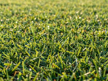 Close-up of realistic artificial grass blades, vibrant green texture, soft Southern California golden hour sunlight, sharp focus