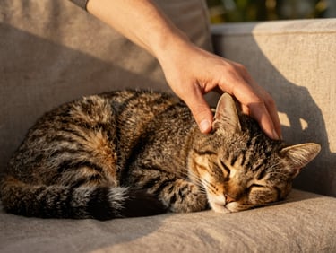Close-up of a gentle hand stroking a domestic cat sleeping on a cozy sofa, warm golden-hour light.