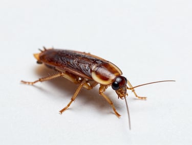 Macro clean shot of a German cockroach on a sterile white surface, sharp focus on antennae, clinical bright light.