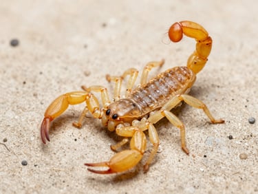 Macro clean shot of a yellow scorpion on a dry sterile surface, sharp focus on the stinger, clinical bright light.